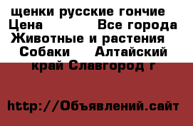 щенки русские гончие › Цена ­ 4 000 - Все города Животные и растения » Собаки   . Алтайский край,Славгород г.